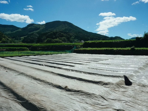〔2026年1月下旬から発送開始〕1年に1度だけ、感動の甘さ！『葉付きサラダ玉ねぎ』2㎏┃葉付きで丸ごとお届け！