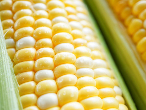 【2026年7月予約🌽夏ギフト🎁】
＼フルーツのような甘さ🌽／
中津川産 大橋農園プレミアム『甘々娘』とうもろこし 10本入り
✨朝採り＆鮮度維持袋でお届け／数量限定！