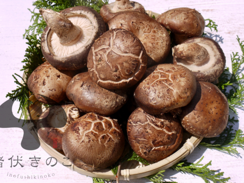 【たっぷりお買い得】1.8kg 原木栽培 生しいたけ 原木椎茸