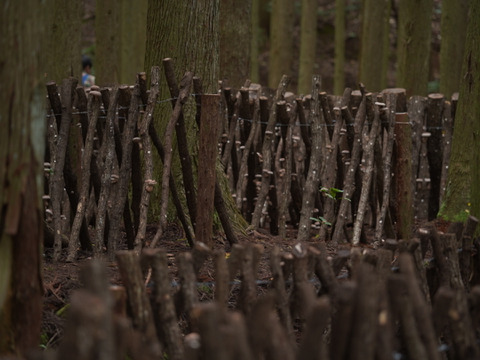 山育ち『原木椎茸』500g