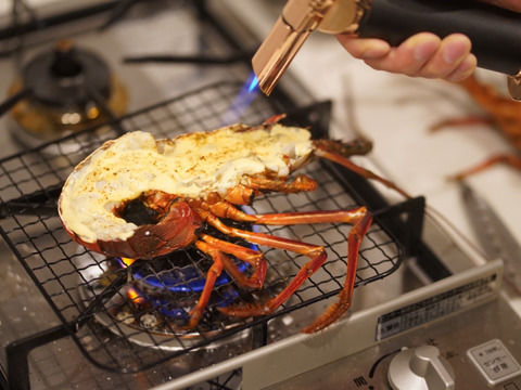 【🦞生誕10年物🦞】【ギフト対応】綺麗な高知の海で育った伊勢海老一匹1.1キロ❗️