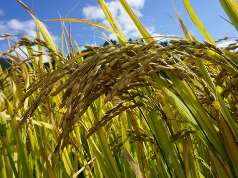 ５ｋｇ　古代米　黒米　農薬不使用　有機肥料使用　有機ＪＡＳ