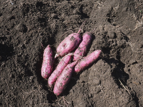 714YyyuSsGL._UF1000,1000_QL80_.jpg