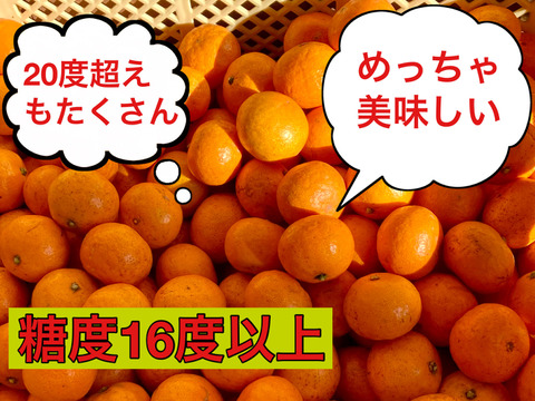 【濃厚・絶品】糖度16度以上の完熟極小玉ミカン『ぱっくん　仙ちゃん』　3kg