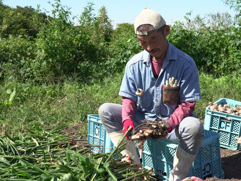 【残りわずか】業務用/生の新生姜10㎏【淡路島が育んだ体と心のスパイス！】淡路島産/愛情込めた自社農園の新生姜 10kg