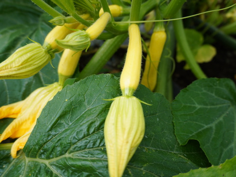 【有機JAS】とってもかわいいオーガニックズッキーニ グリーンパンツ 2kg