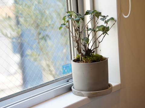 ミニ盆栽【オトコヨウゾメ×グレー陶器】高さ28cm×横28cm