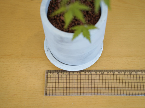 ミニ盆栽【ヤマモミジ×薄グレー陶器】高さ36cm×横12cm