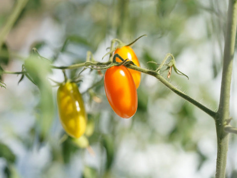 カピオトマトセレクト Lサイズ（おまかせ2〜3品種の詰め合わせ1kg）