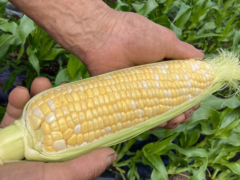 【夏ギフト】高糖度！人気の2品種食べ比べ(ドルチェ・恵味) とうもろこしセット4.5kg