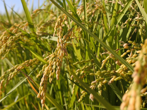 【令和3年産　新米】農薬化学肥料不使用　夢しずく玄米（2kg×2袋）