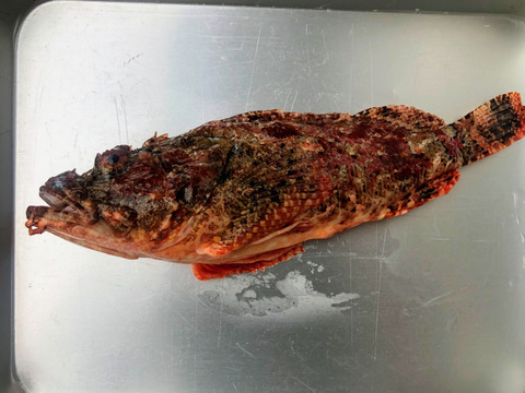 【明日朝まで限定！】捕れたて！ヒラマサ(ヒラス)約2キロ・オコゼ0.45kg【高級魚】長崎県対馬市　鮮魚