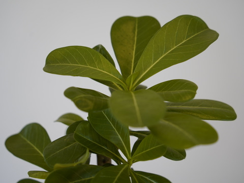 ミニ観葉植物【アデニウム × 白丸陶器】高さ36cm×横16cm