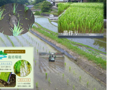 【災害復興米】広島米R４年　モチモチの新米　ミルキークイーン5kg