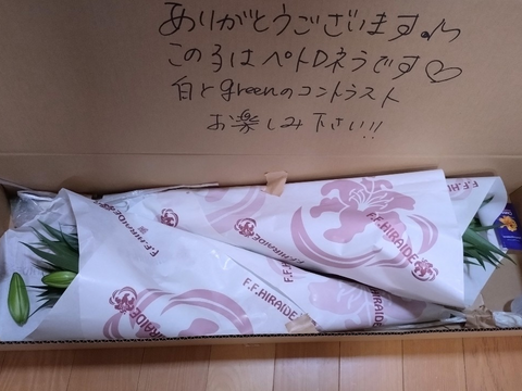 【秋彼岸含みます】簡易包装■ペトロネラ3本束■~純白で花弁がとてもしっかりしています！！グリーンの筋も入っていて清涼感があります(^^)