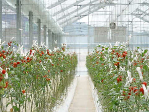 カピオプレミアムフルティカ Mサイズ 550g