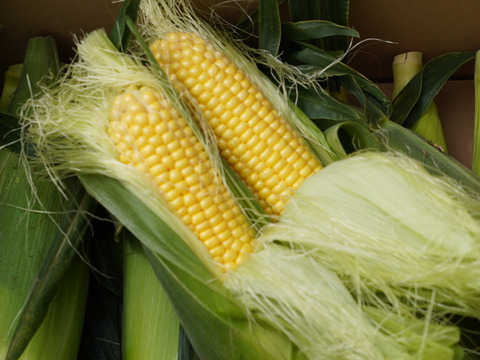 【朝どれ】農薬5割減　特別栽培「恵味スタンド」　13本入り