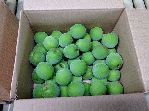 白加賀梅　10kg 青梅 まじりっけなし！自然栽培の青梅『白加賀』10kg 農薬不使用