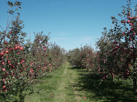 【先行予約】安定の美味しさ！ジューシーな「サンふじ」訳あり３kg（７〜10個）