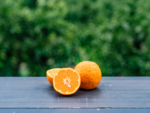 【爽やかな香りと濃厚なコク】熟成今津ポンカンAセレクション（家庭用）お試し2.5kg