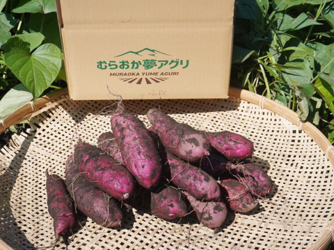 但馬の大自然からお届け…】パープルスイートロード5kg(箱入