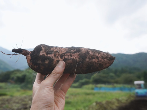 「特別栽培品」【黄金に輝く焼き芋…】安納芋３ｋｇ(箱入)　１１月以降～発送予定！　熟成期間１ヶ月超！　さつまいも！　栽培期間中農薬不使用！