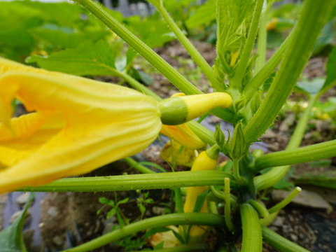 【有機JAS】とってもかわいいオーガニックズッキーニ グリーンパンツ 2kg