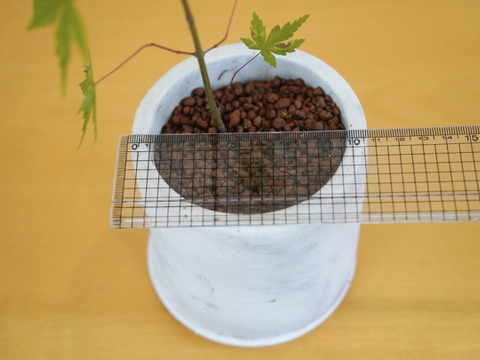 ミニ盆栽【ヤマモミジ×薄グレー陶器】高さ36cm×横12cm