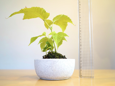 ミニ盆栽【ウリハダカエデ×白陶器】高さ25cm×横25cm