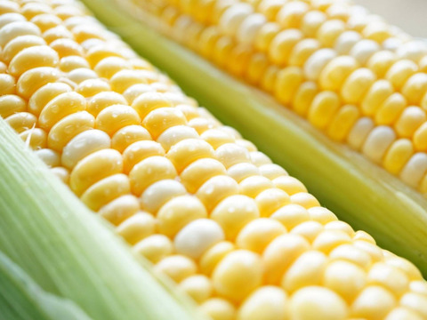 【2026年7月予約🌽夏ギフト🎁】
＼フルーツのような甘さ🌽／
中津川産 大橋農園プレミアム『甘々娘』とうもろこし 10本入り
✨朝採り＆鮮度維持袋でお届け／数量限定！
