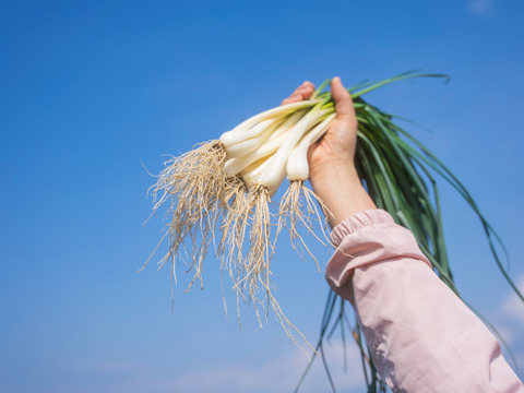 沢山のご要望に応えた大容量商品！白宝らっきょう酢漬け９０ｇ×１４Ｐ