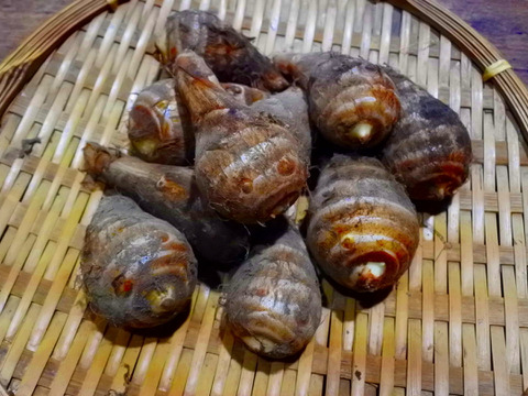 ”きぬかつぎ”がおススメ　熊本の伝統野菜　つるのこ芋（5キロ）