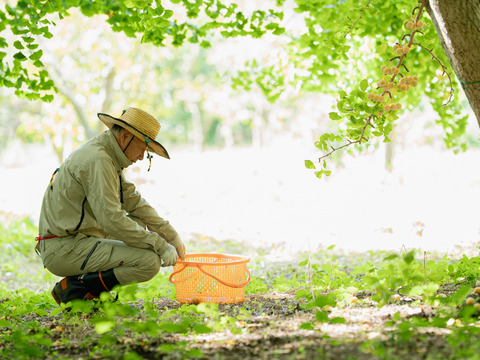 2025年 茨城県産  銀杏：藤九郎　銀杏3L~4L  500g