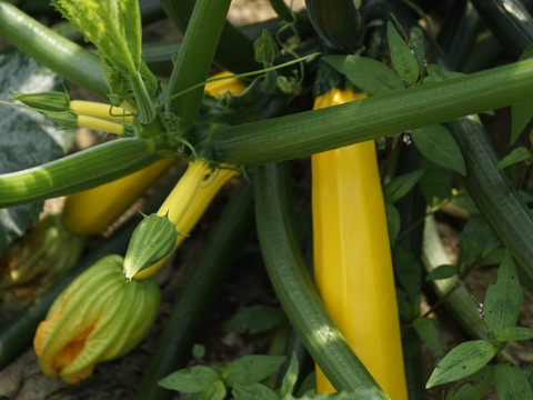 オーガニック野菜BOX （お試しセット）