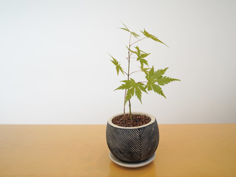 ミニ盆栽【ヤマモミジ×白黒縞陶器】高さ29cm×横20cm