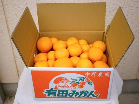 【まるでゼリー！】清見オレンジ 約20kg 和歌山県産