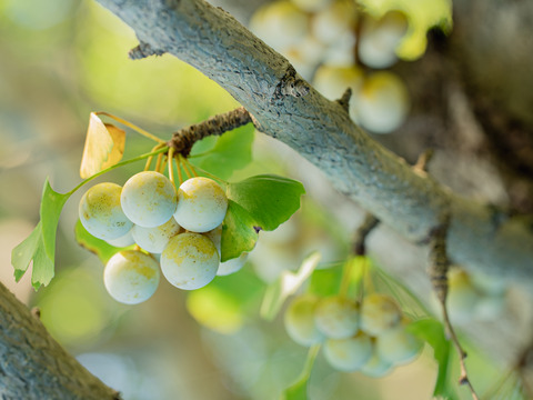 2025年 茨城県産  銀杏：久寿　銀杏  １Kg