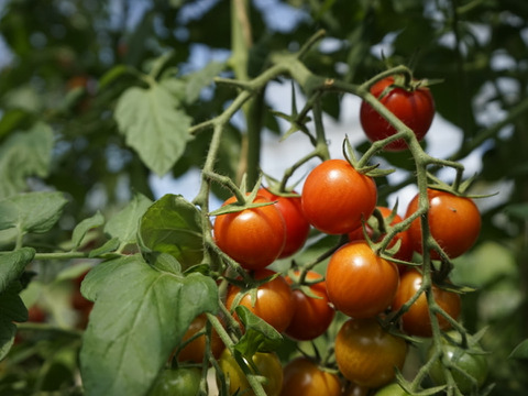 オーガニック野菜BOX （お試しセット）