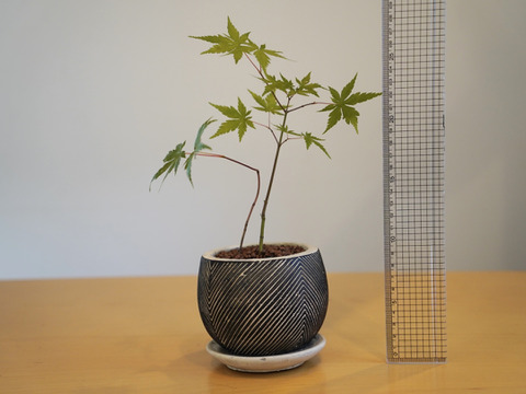 ミニ盆栽【ヤマモミジ×白黒縞陶器】高さ29cm×横20cm