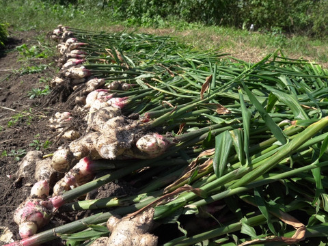 【残りわずか】業務用/生の新生姜10㎏【淡路島が育んだ体と心のスパイス！】淡路島産/愛情込めた自社農園の新生姜 10kg
