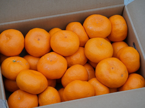 愛媛県産　かじ坊　みかん大玉！
家庭用　5ｋｇ！！