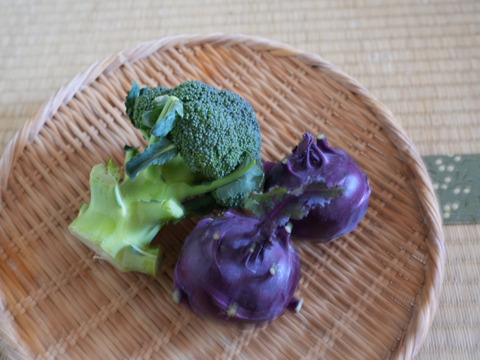 南阿蘇の冬の野菜セット【8品前後】農薬等不使用栽培