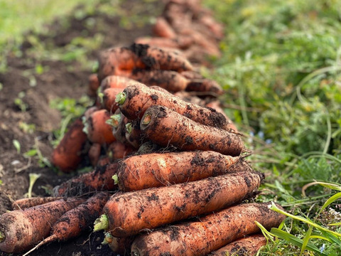 人参ミックスジュース！720ml×2本入り！