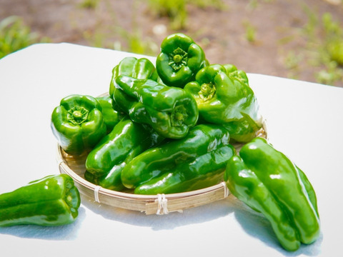 子供も生で食べる！　転換期間中有機ピーマン 1kg