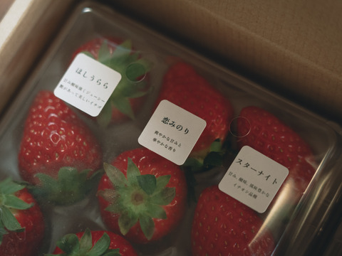 【冬ギフト】贈答用イチゴ2品種セット　250g×2p　【いちご食べ比べ】