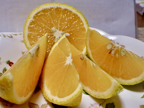 スイートスプリング小玉2kg食べ切りサイズ　格安！！