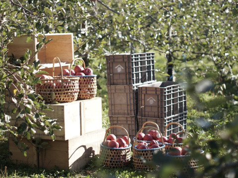 【先行予約】安定の美味しさ！ジューシーな「サンふじ」訳あり３kg（７〜10個）