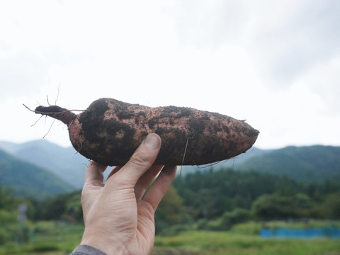 【安納芋とったど～！】安納芋5ｋｇ(箱入)　10月以降～発送予定！　熟成期間１ヶ月超！　さつまいも！　栽培期間中農薬不使用！