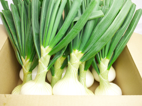 長崎県諫早市長田産 葉付き甘玉ねぎ（葉約15cm）
葉まで食べられるよう農薬使用を抑えて栽培
Mサイズ 10個 約1.5kg