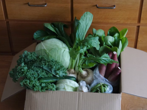 『新もの3兄弟入り！』旬の野菜セット9品前後〈農薬等不使用栽培〉100サイズ